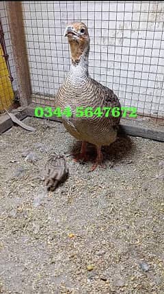 Dakni Teetar breeder pair with 1 chick.