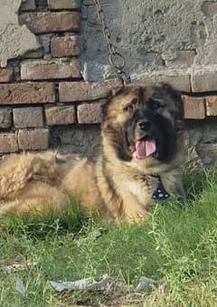 Kurdish Kangal security dog 8 month male for sale