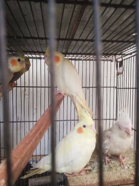 cockateil and Australian parrots 1