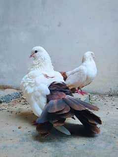 Indian fantail brown tail pair