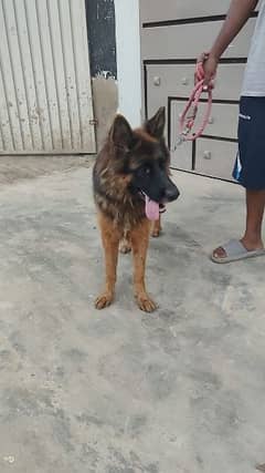 German shepherd Female God