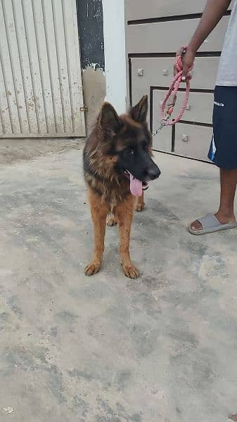 German shepherd Female God 0