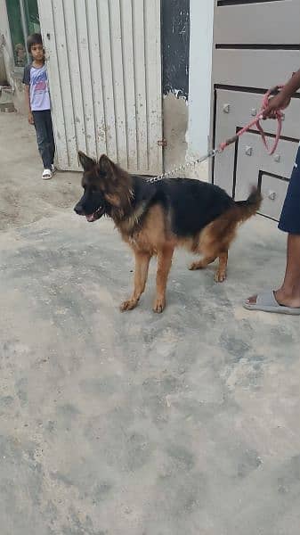 German shepherd Female God 1