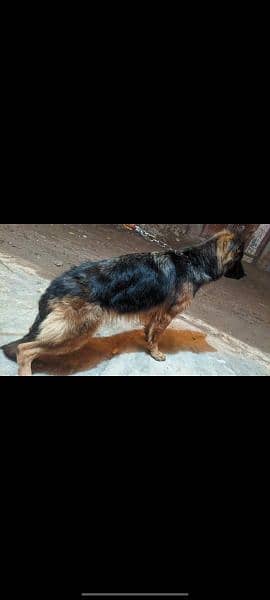 German shepherd Female God 2