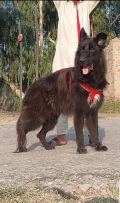 Black German shepherd male 8 months age