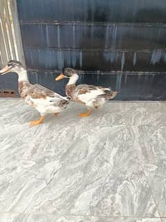 ducks