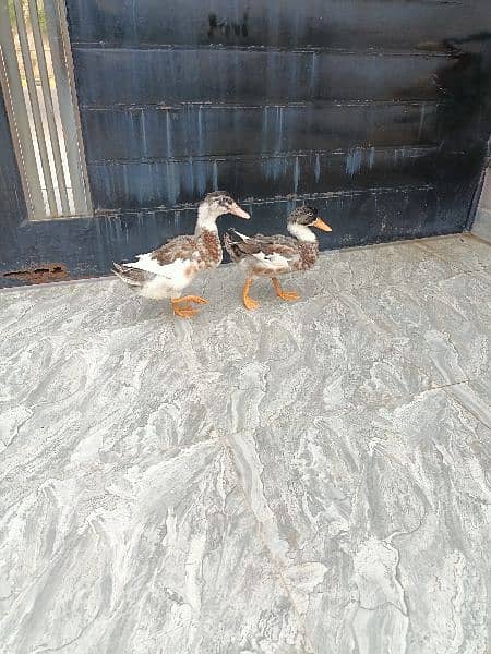 ducks pair 1