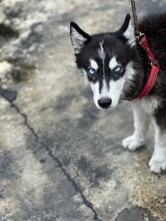 Siberian husky female blue eyes standard coat