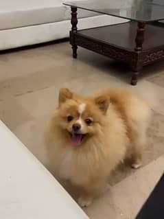 Pomeranian