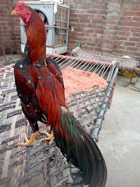 Lakha Mushka Mianwali Murgha Male Available 4