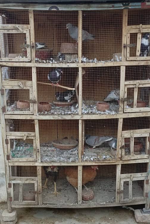 Brids Cage Wooden 1