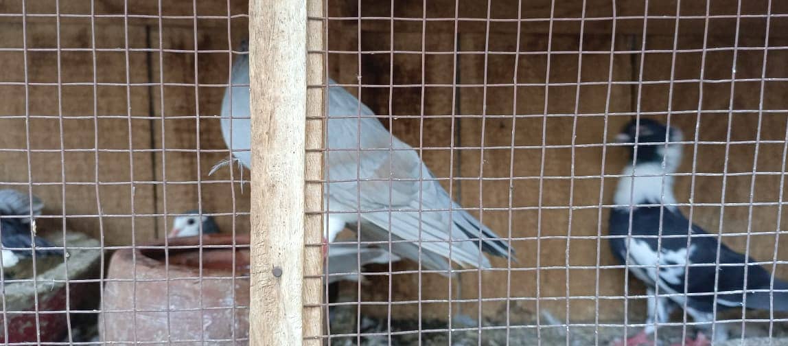 Brids Cage Wooden 5