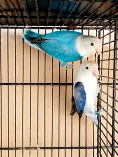 Blue, Green Euwing Opaline Pairs And Decino Lutino Red Eye For Sale