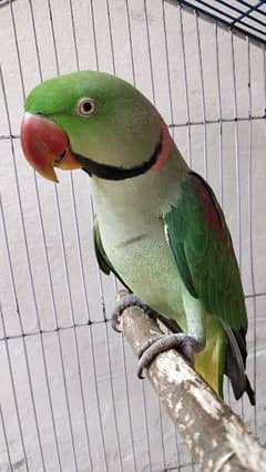 RAW PARROT MALE 03019669752