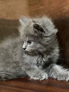 Persian kitten . Triple coated .