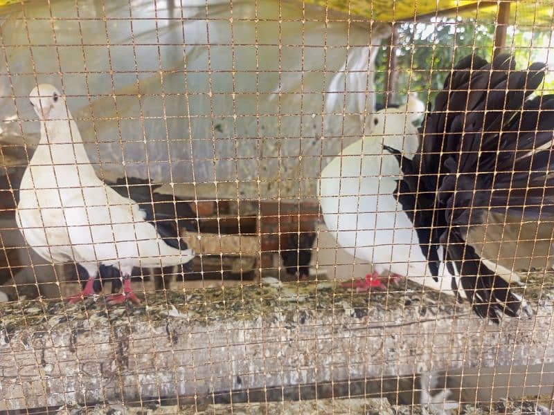 black tail pigeon kabooter pair blacktail 0