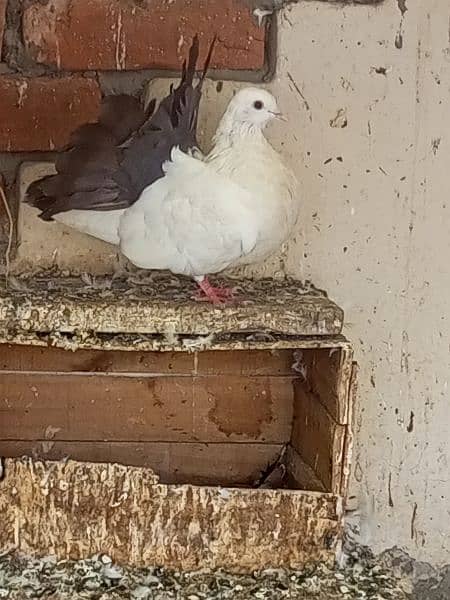 black tail pigeon kabooter pair blacktail 1