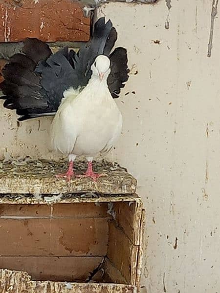 black tail pigeon kabooter pair blacktail 2