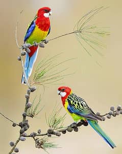 Eastern Rosella full breeder pair