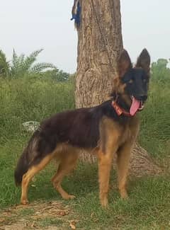 Belgium Shepherd female age 4 month for sale