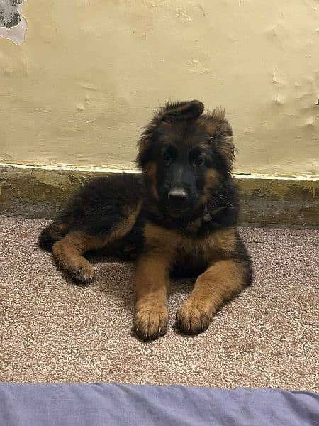 German shepherd male 0