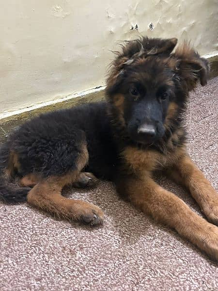 German shepherd male 3