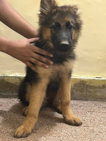 German shepherd male 4