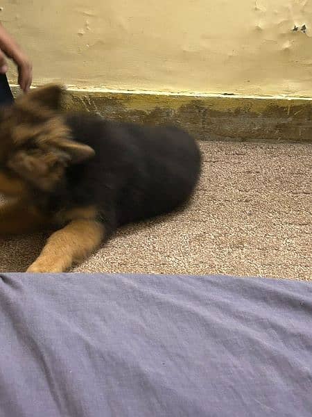 German shepherd male 6