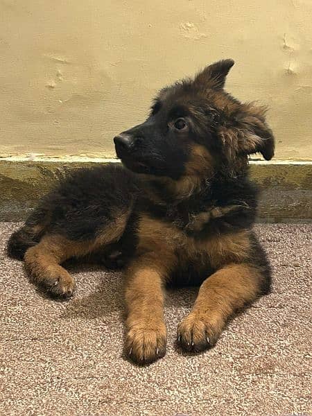 German shepherd male 7