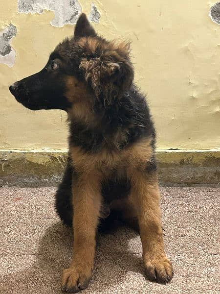 German shepherd male 8