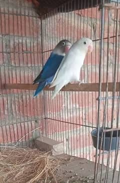 love bird breeder pair for sale