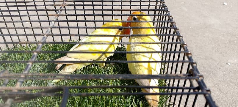 decino adult pair (lovebird) 0