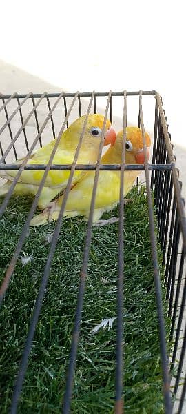 decino adult pair (lovebird) 1