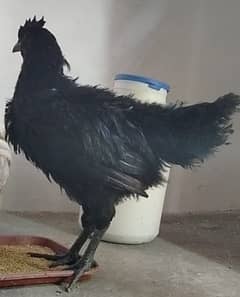 idonashia black meat breed