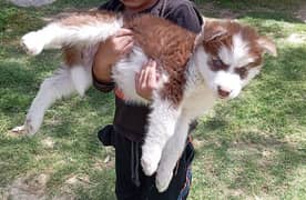 Siberian Husky Brown Wooly Coat