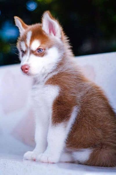 Siberian Husky Brown Wooly Coat 1