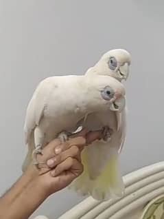 CORELLA COCKATOO TAMED PAIR 0