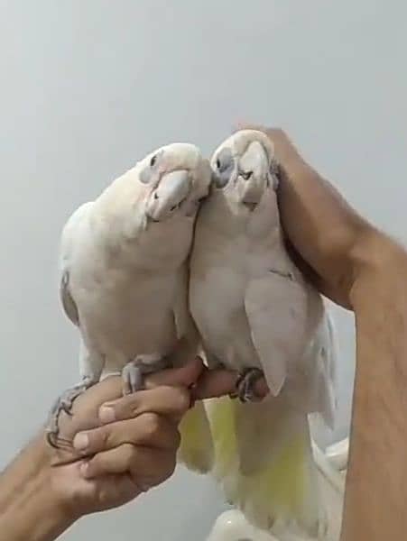 CORELLA COCKATOO TAMED PAIR 1