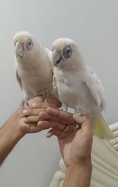 CORELLA COCKATOO TAMED PAIR 2