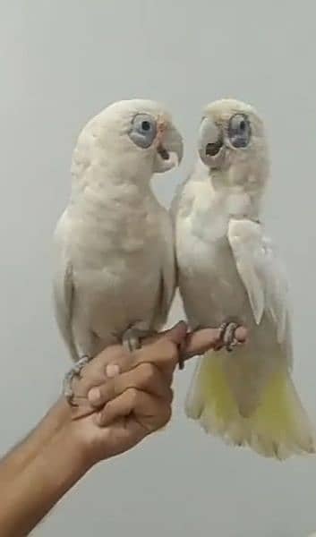 CORELLA COCKATOO TAMED PAIR 3