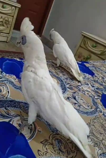 CORELLA COCKATOO TAMED PAIR 4