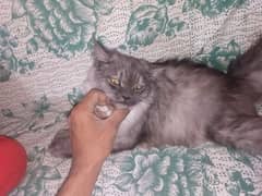 person gray male 3month cat for sale