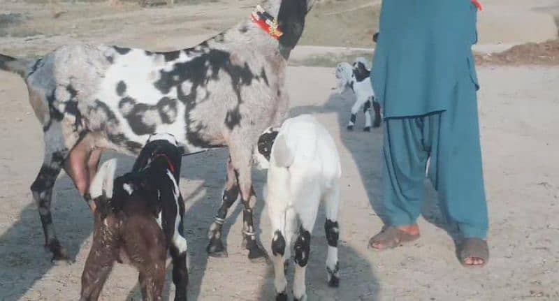 Fauji Bakri Our 3 Bacchon Ka Sath Urgent For Sale Call"*03282741027 3