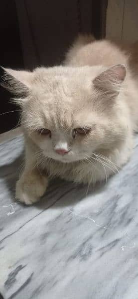 Persian cat(female) 8