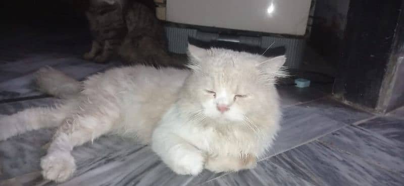 Persian cat(female) 10