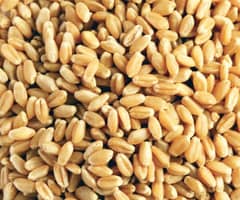 Desi Wheat for Sale