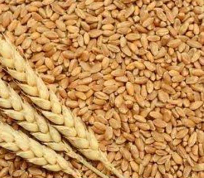 Desi Wheat for Sale 1