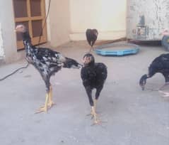 saeel birds for sell