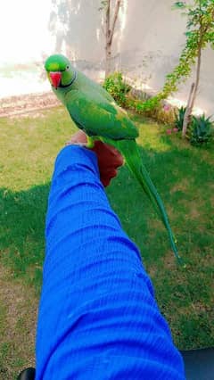 Ringnack hamdtame male parrot with talking