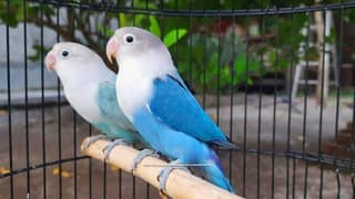 white Albino blue  green fisher yellow black love birds parrots